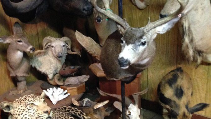 Ojai Taxidermy